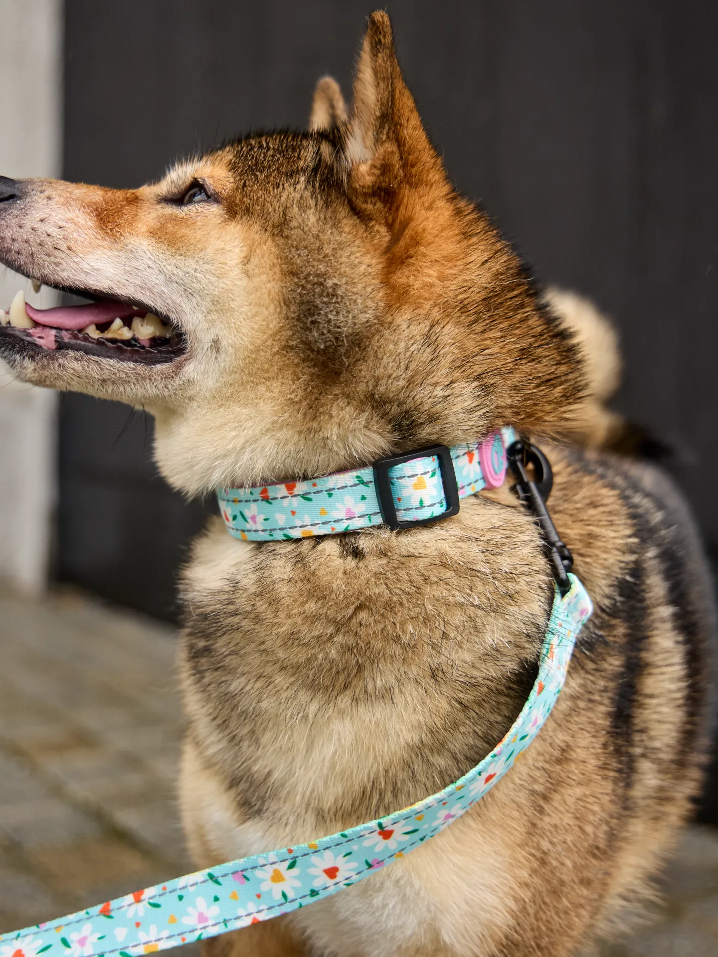 Hundehalsband Herzen und Gänseblümchen - Image 4